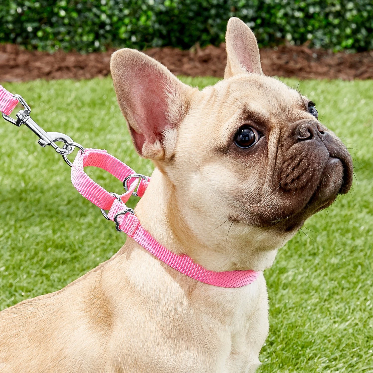 Frisco Solid Nylon Slip-On Martingale Dog Collar - Image 3