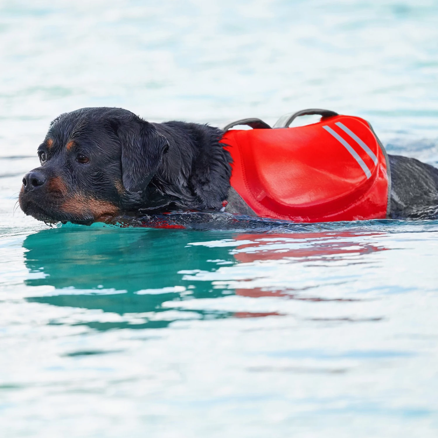 Frisco Neoprene Dog Life Jacket - Image 9