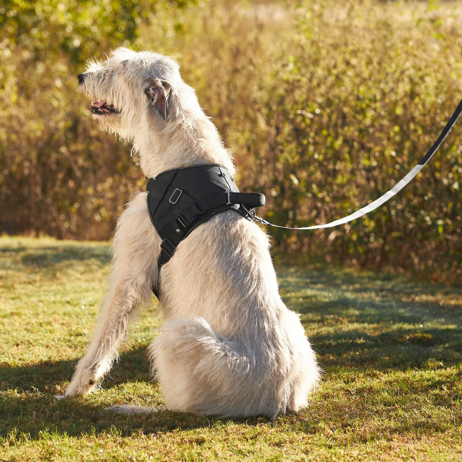 Frisco Big Dog Harness - Image 7