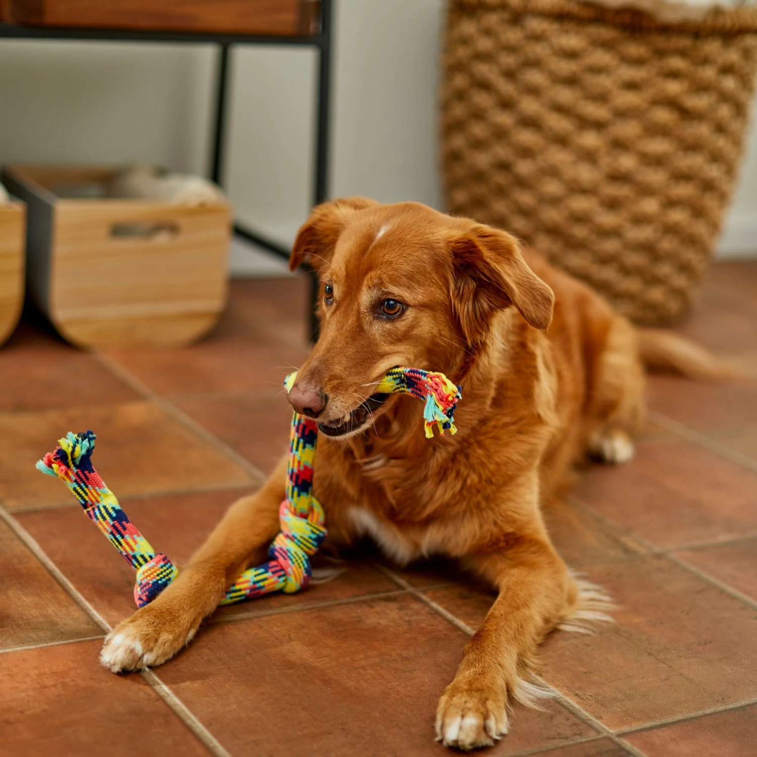 Frisco 4-Knot Tri-Color Rope Dog Toy - Image 3