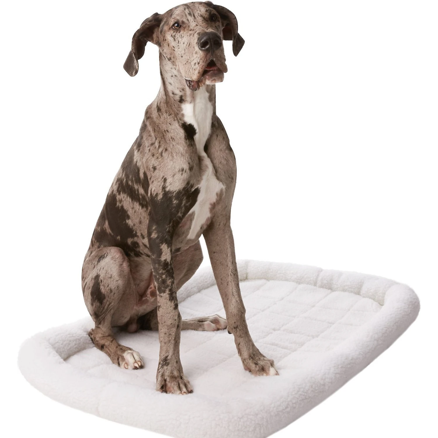 Frisco Heavy Duty Single Door Wire Dog Crate & Frisco Quilted Dog Crate Mat - Image 5