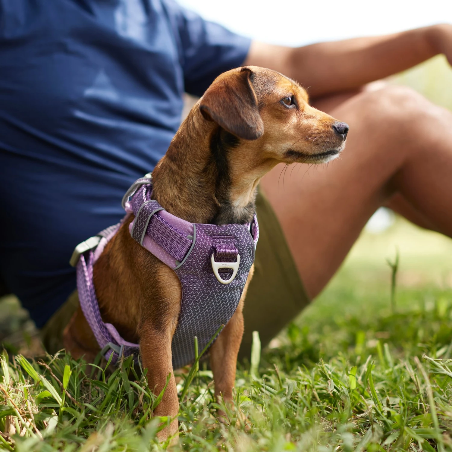 Frisco Outdoor Lightweight Ripstop Nylon Dog Harness - Image 5