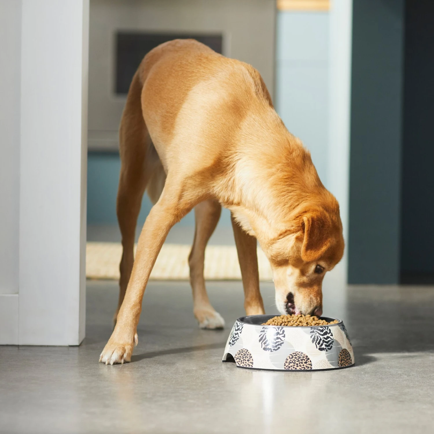 Frisco Animal Design Stainless Steel Dog & Cat Bowl - Image 3