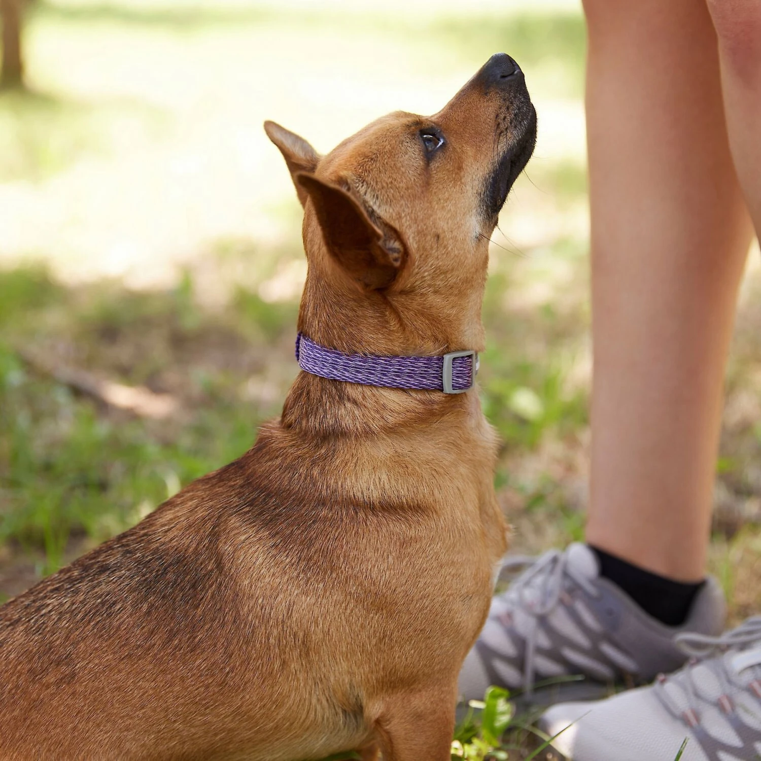 Frisco Outdoor Lightweight Ripstop Nylon Dog Harness & Frisco Outdoor Heathered Nylon Collar - Image 9