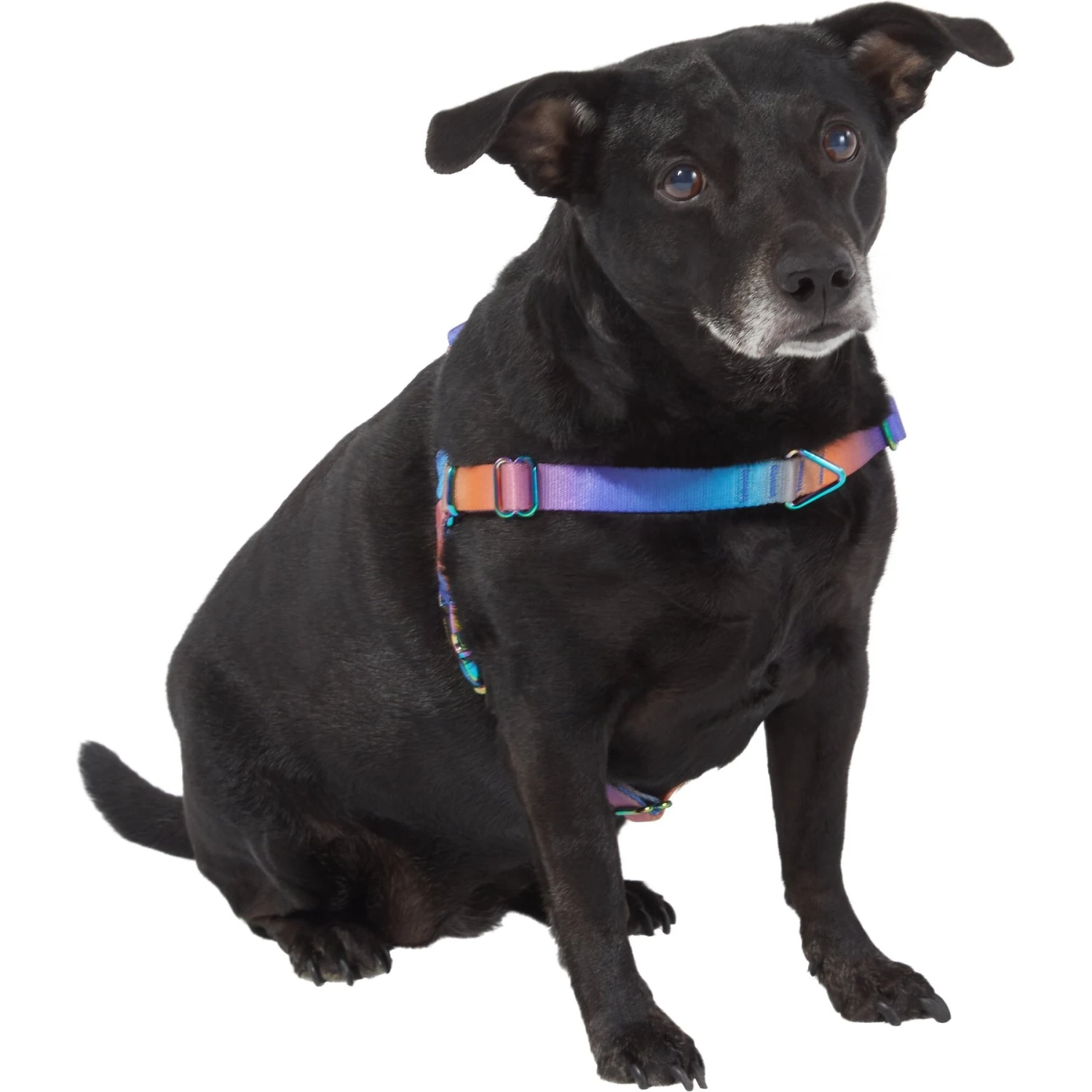 Frisco Purple Ombre Style Dog Harness - Image 3