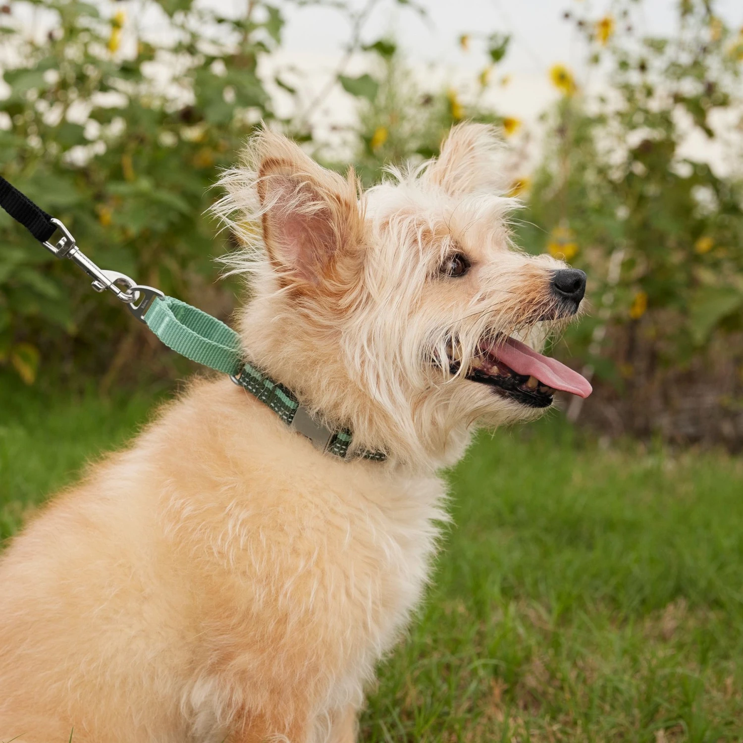 Frisco Outdoor Running Martingale Dog Collar - Image 4