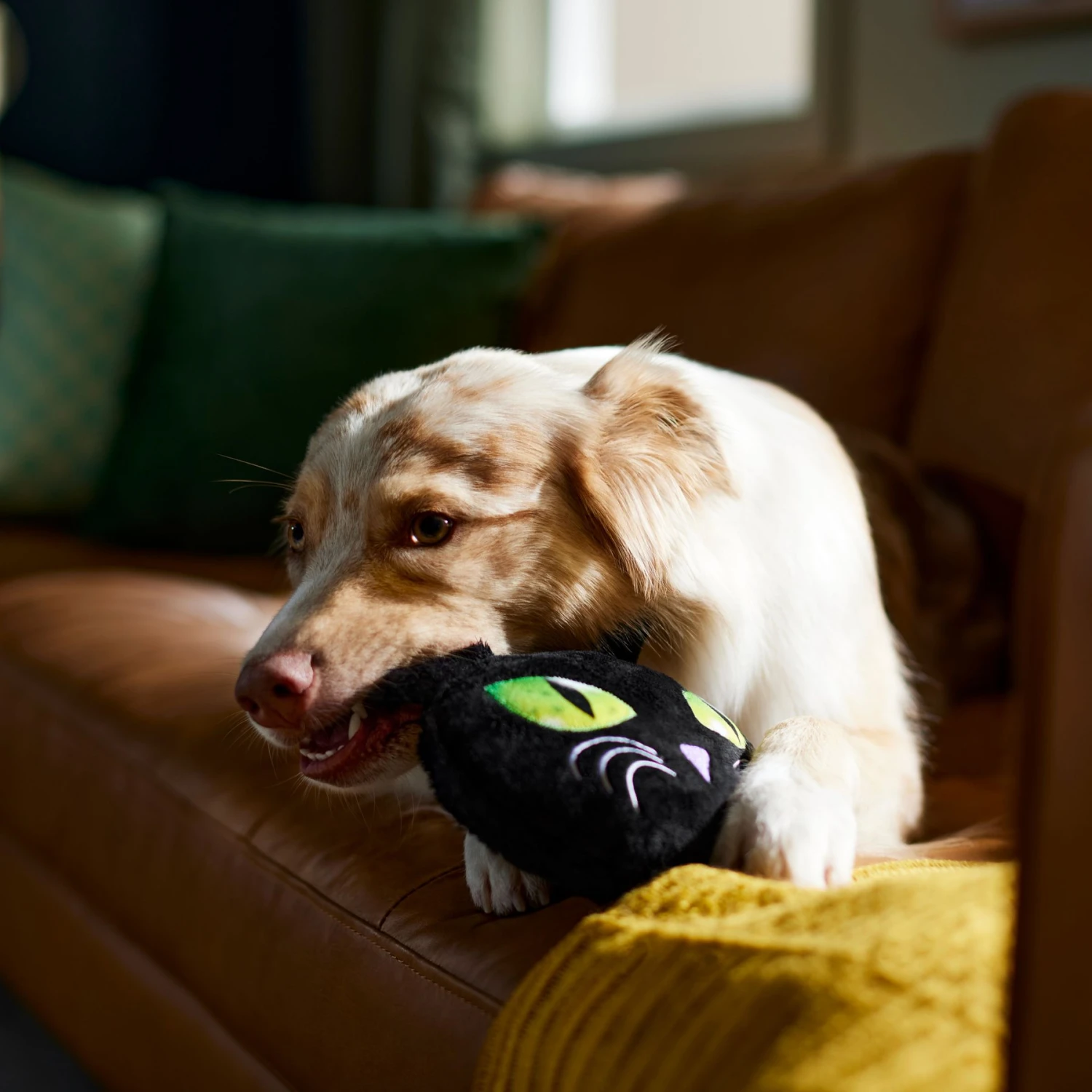 Frisco Halloween Black Cat Round Plush Squeaky Dog Toy - Image 3