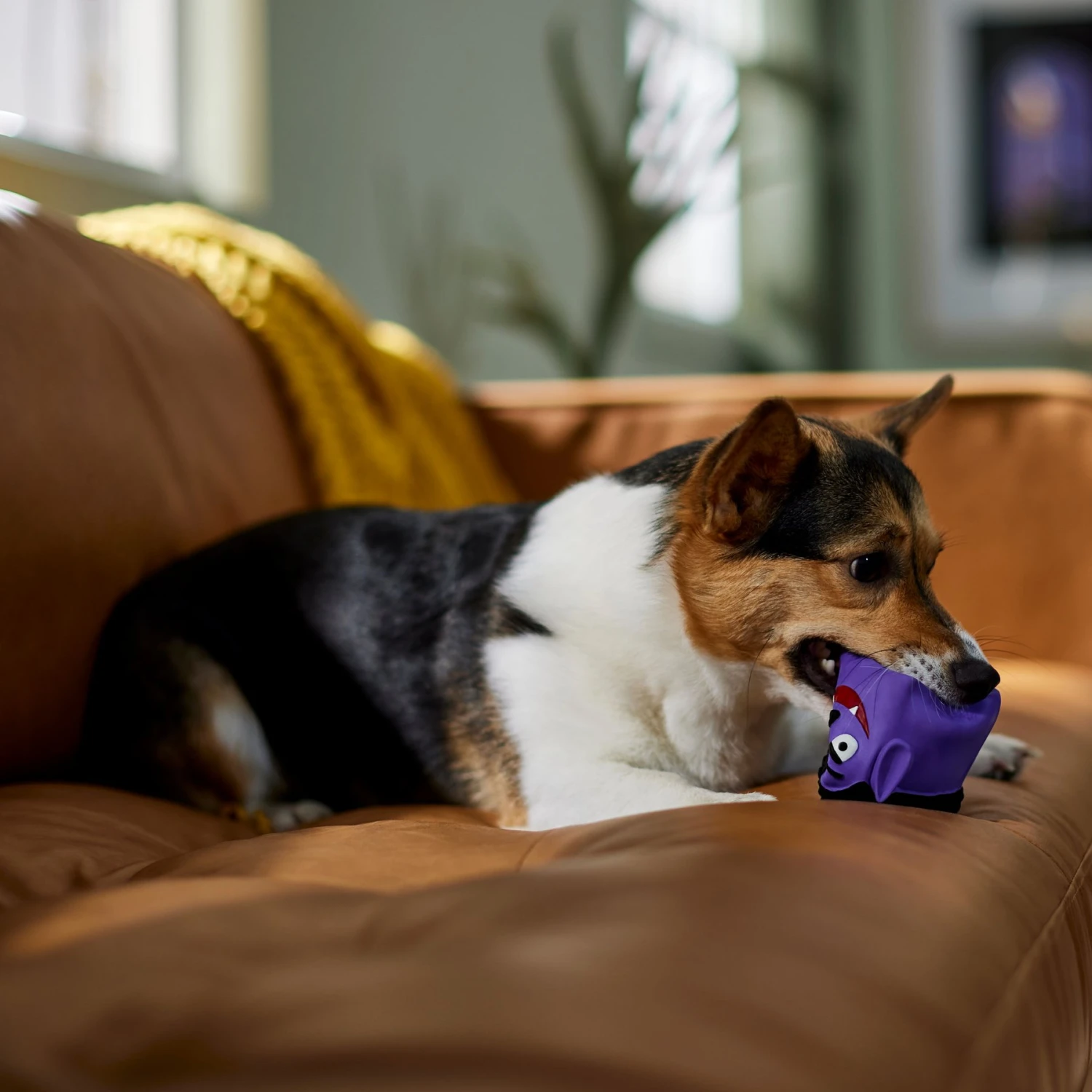 Frisco Halloween Vampire Latex Squeaky Dog Toy - Image 3