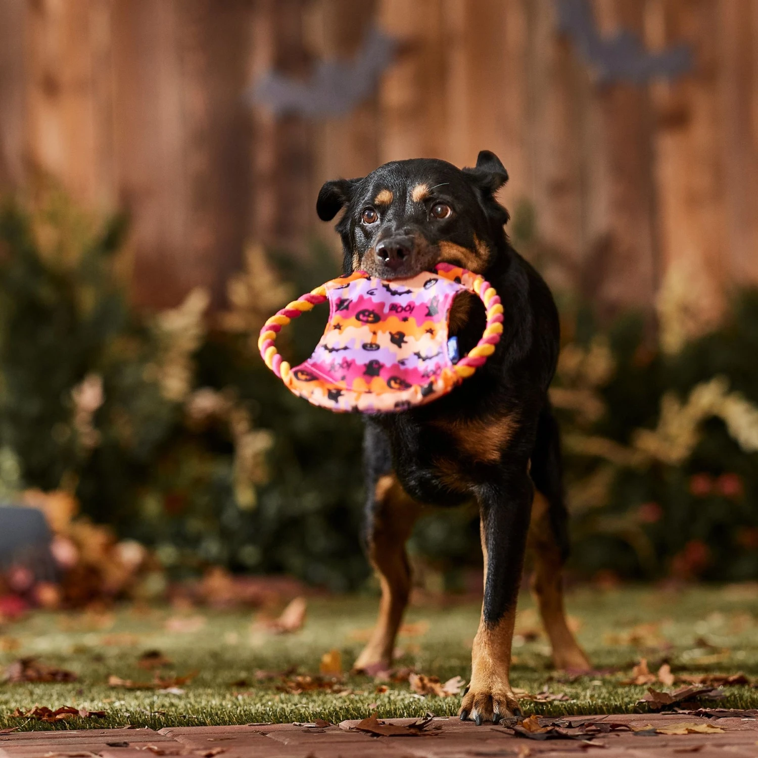 Frisco Halloween Ghost Swirl Fetch Flyer Dog Toy - Image 3