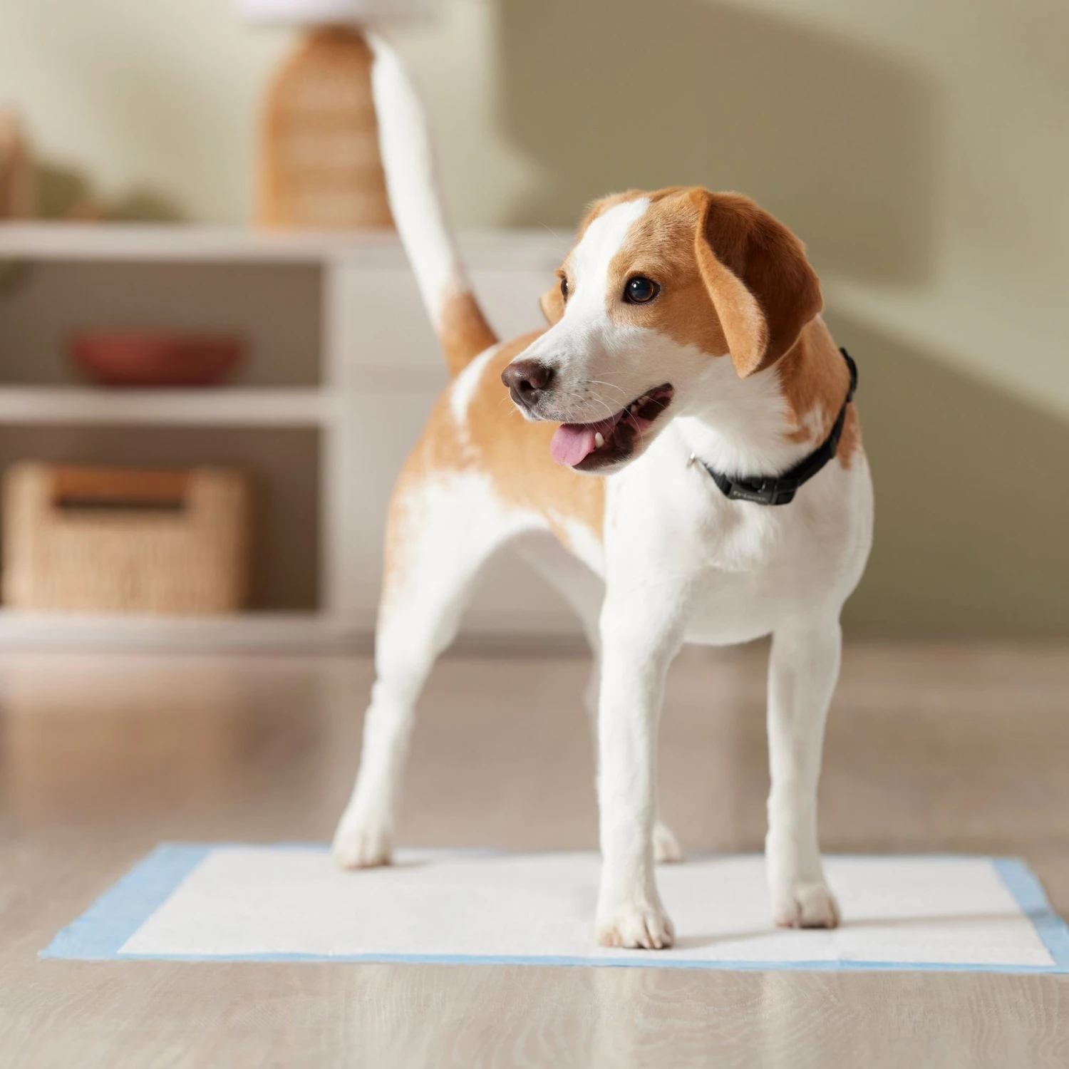 Frisco Premium Dog Training & Potty Pads - Image 7